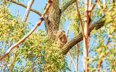 Close-up of a tree with branches at the Brisbane playground